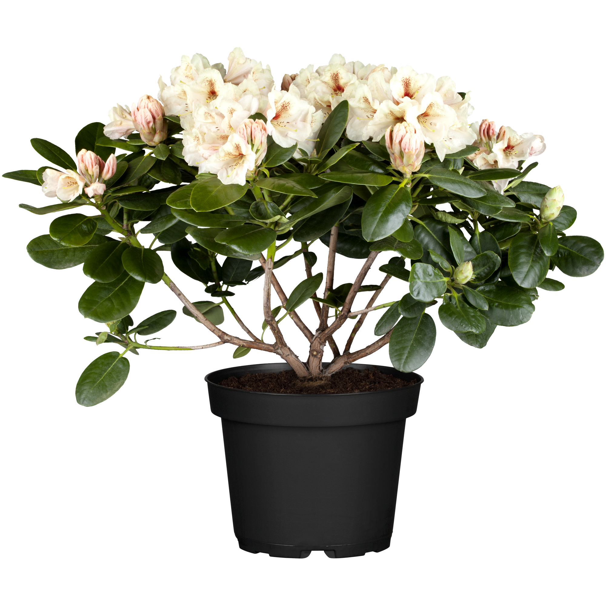 Rhododendron 'Goldbukett', 23 cm Topf + product picture
