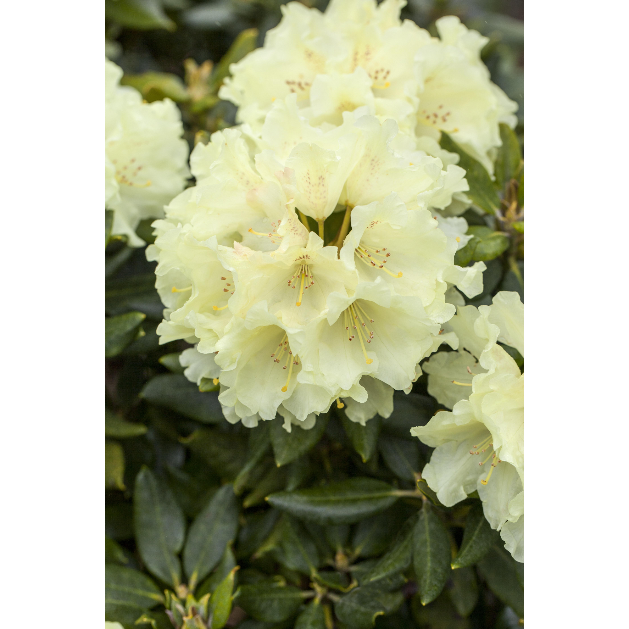 Rhododendron 'Goldkrone®', 23 cm Topf + product picture