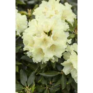 Rhododendron 'Goldkrone®', 23 cm Topf