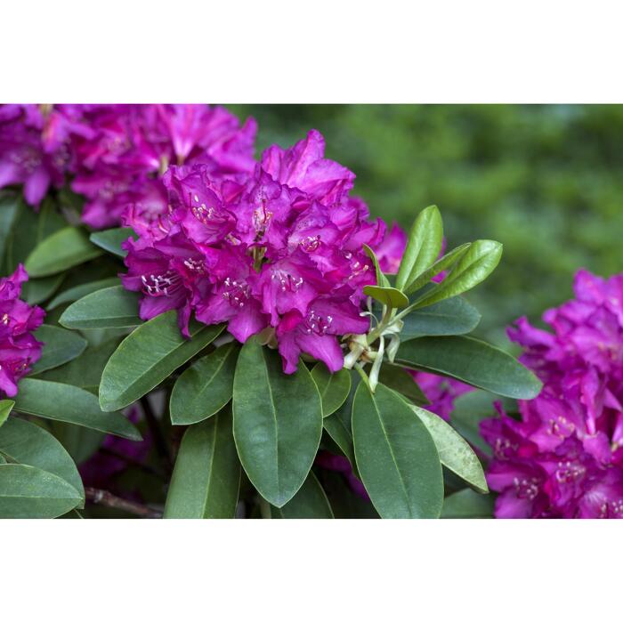 Rhododendron 'Granat', 23 cm Topf