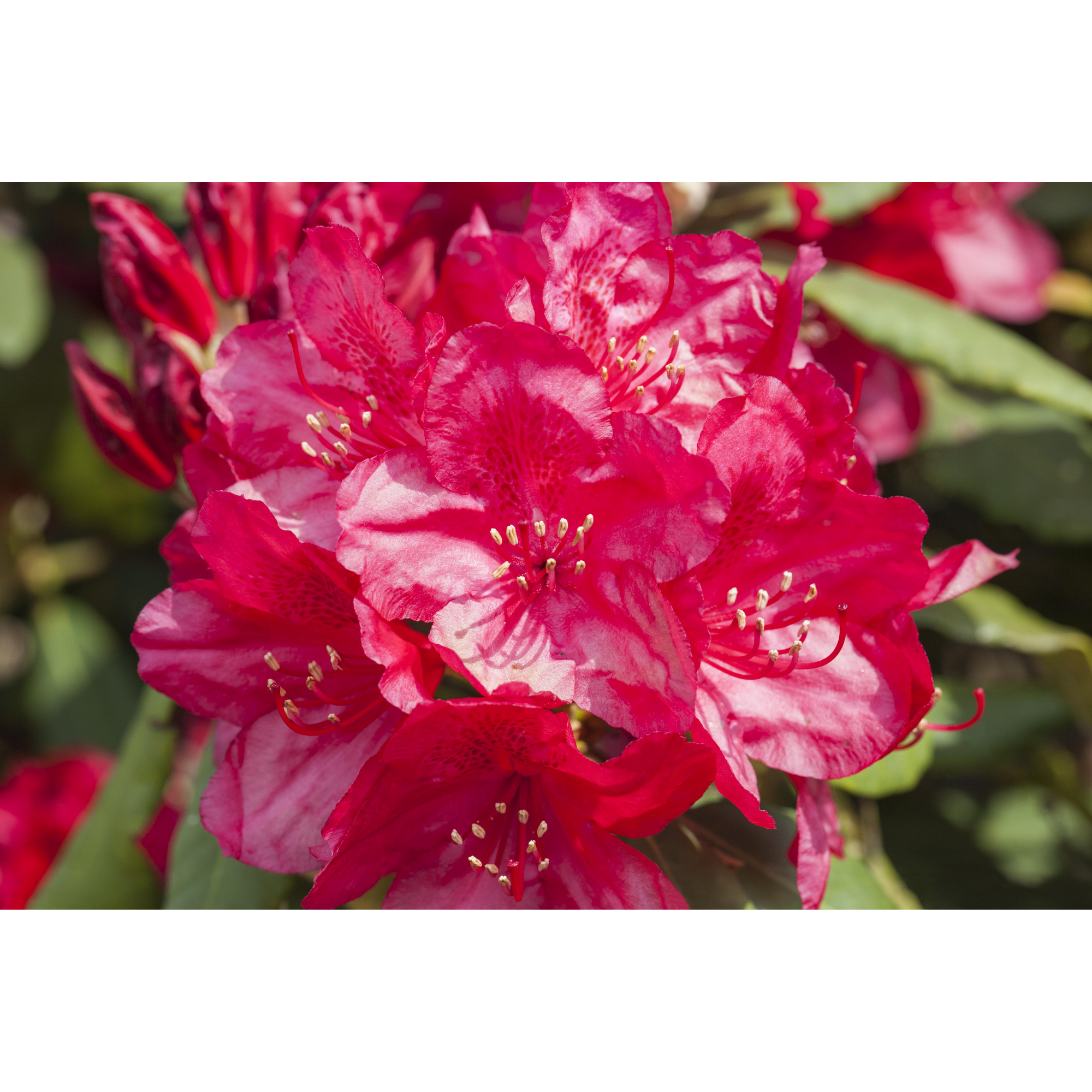 Rhododendron 'Hachmanns Feuerschein®', 23 cm Topf + product picture