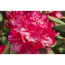 Verkleinertes Bild von Rhododendron 'Hachmanns Feuerschein®', 23 cm Topf