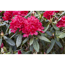 Verkleinertes Bild von Rhododendron 'Hachmanns Feuerschein®', 23 cm Topf