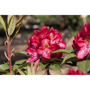 Rhododendron 'Junifeuer', 23 cm Topf