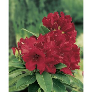 Rhododendron 'Red Jack', 23 cm Topf