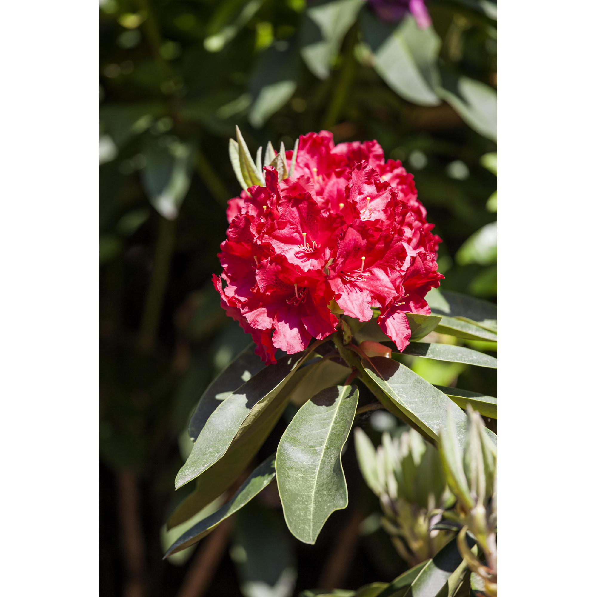 Rhododendron 'Roter Korsar®', 23 cm Topf + product picture