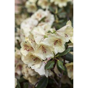 Rhododendron 'Viscy', 23 cm Topf