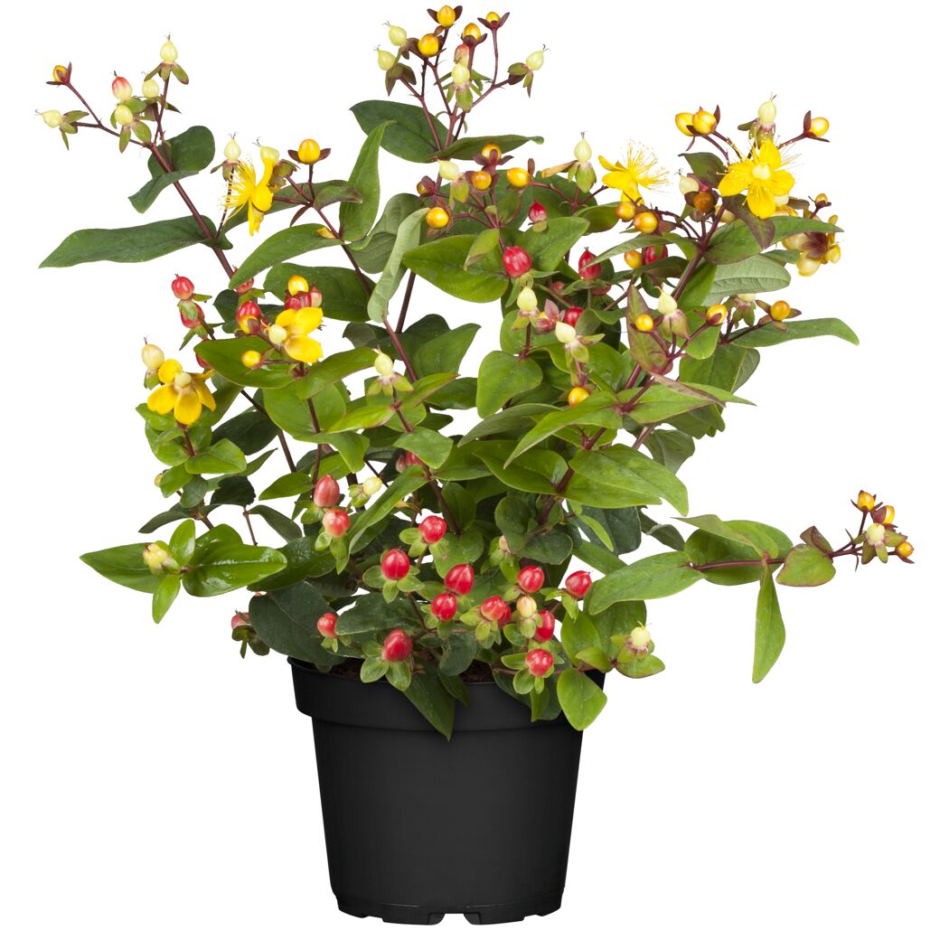 Johanniskraut gelb 13 cm Topf