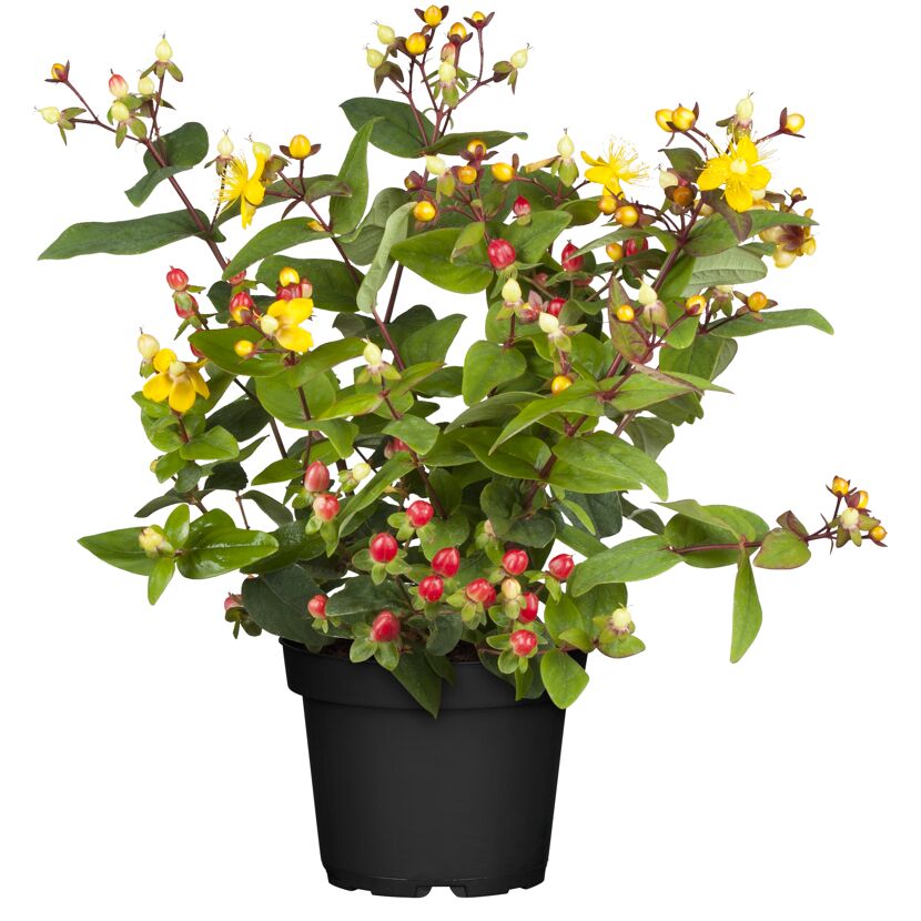 Johanniskraut gelb 13 cm Topf