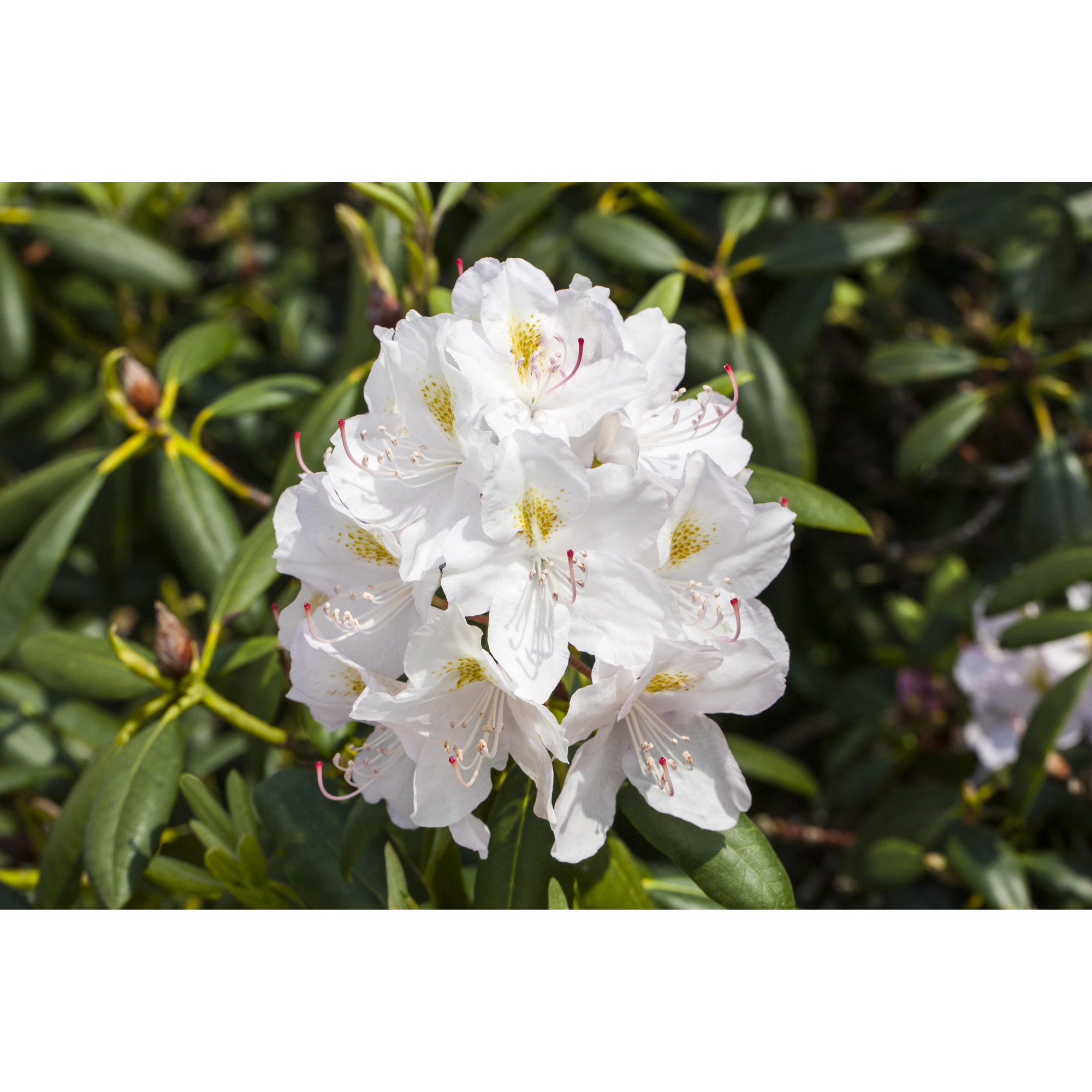 Rhododendron 'Catawbiense Album', 23 cm Topf + product picture