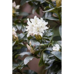 Rhododendron 'Cunninghams White', 23 cm Topf