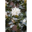 Verkleinertes Bild von Rhododendron 'Cunninghams White', 23 cm Topf