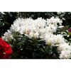 Rhododendron 'Cunninghams White', 23 cm Topf