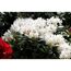 Rhododendron 'Cunninghams White', 23 cm Topf