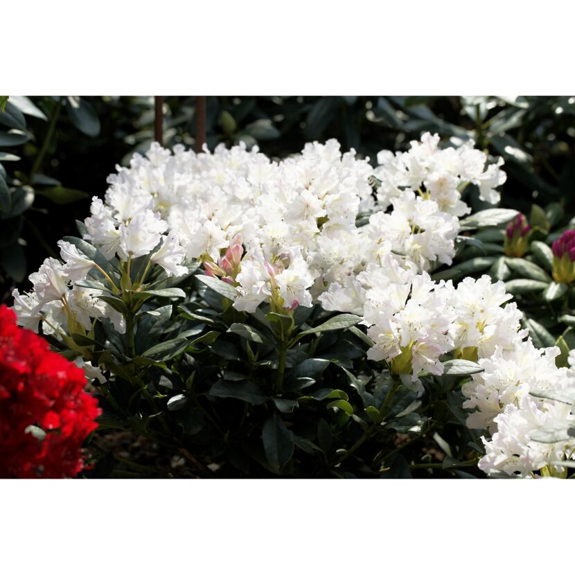 Rhododendron 'Cunninghams White', 23 cm Topf