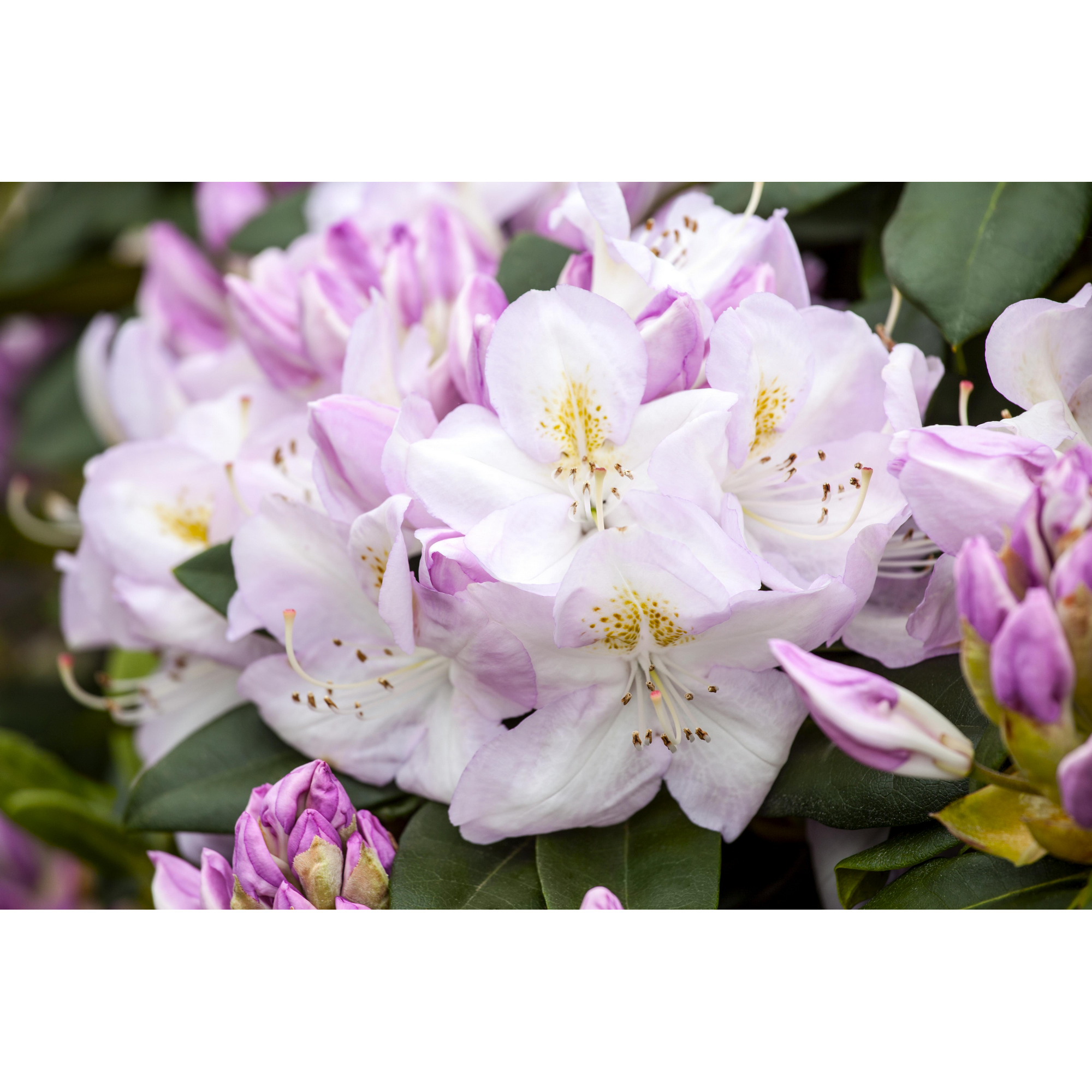 Rhododendron 'Gomer Waterer', 23 cm Topf + product picture