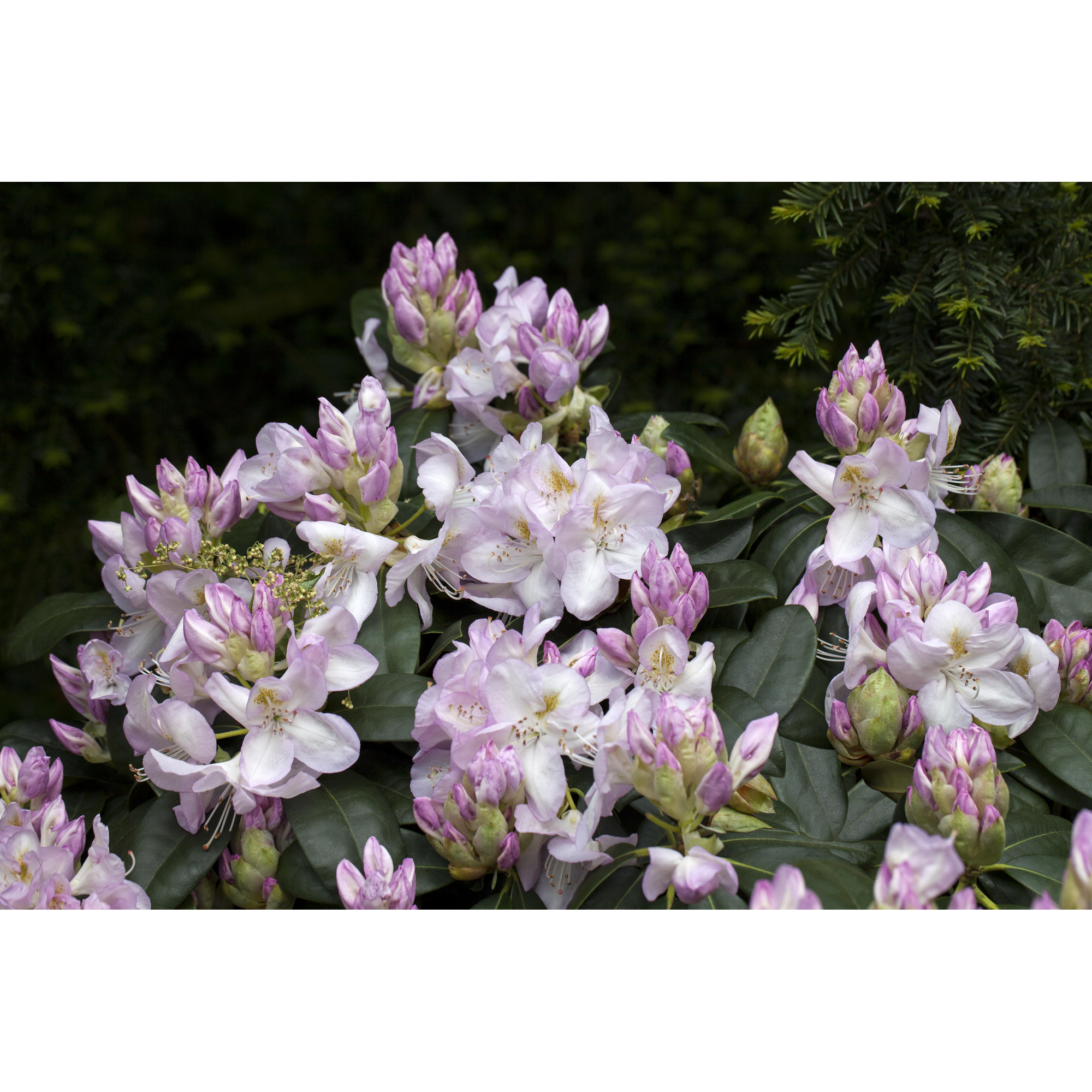 Rhododendron 'Gomer Waterer', 23 cm Topf + product picture
