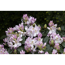 Verkleinertes Bild von Rhododendron 'Gomer Waterer', 23 cm Topf