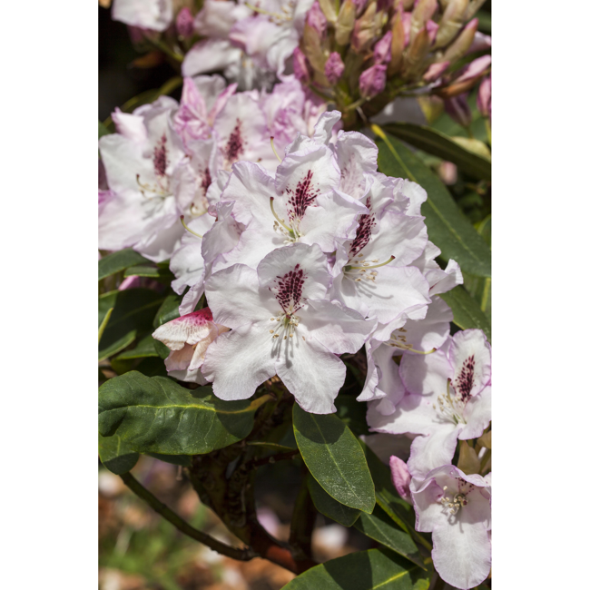 Bild von Rhododendron 'Gudrun', 23 cm Topf