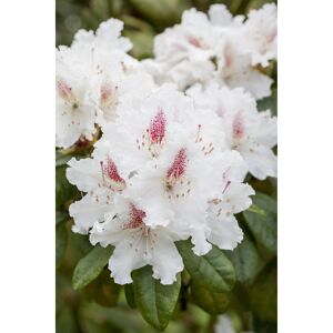 Rhododendron 'Schneeauge', 23 cm Topf