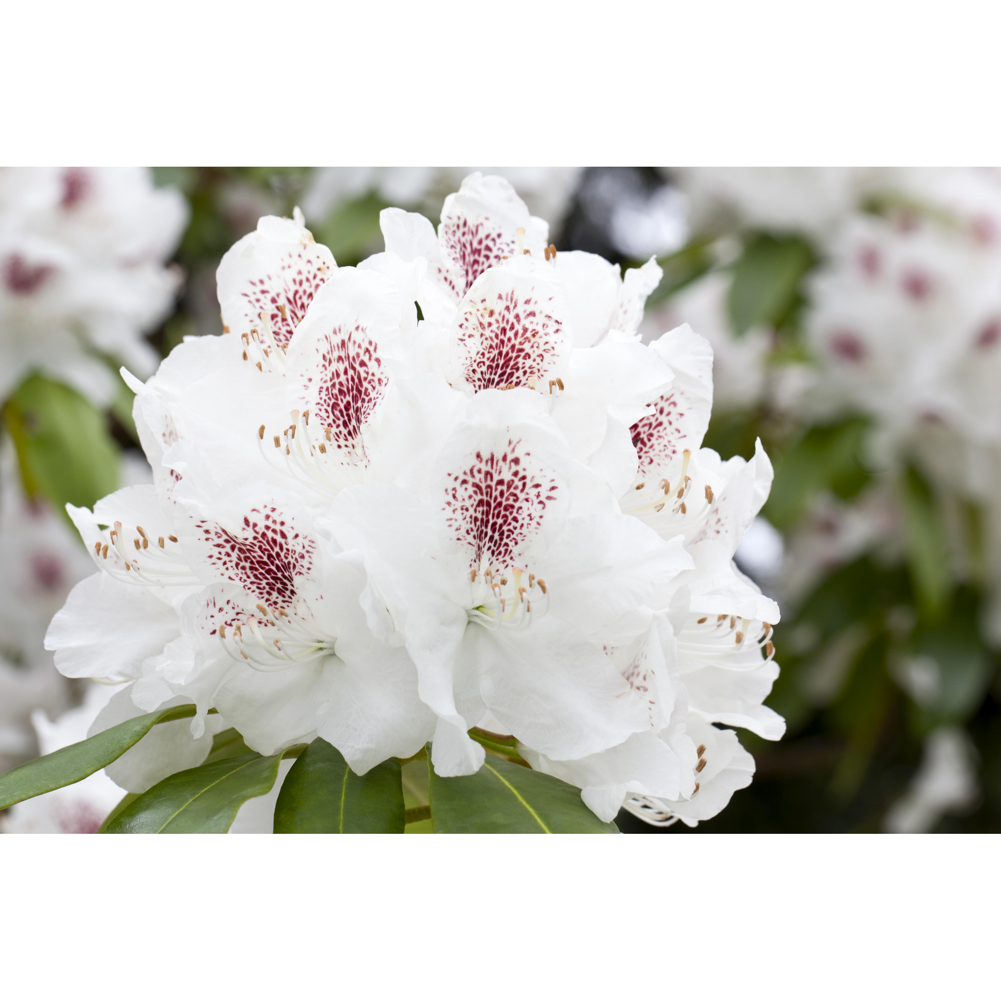 Rhododendron 'Schneebukett', 23 cm Topf + product picture