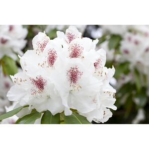 Rhododendron 'Schneebukett', 23 cm Topf