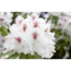 Verkleinertes Bild von Rhododendron 'Schneebukett', 23 cm Topf