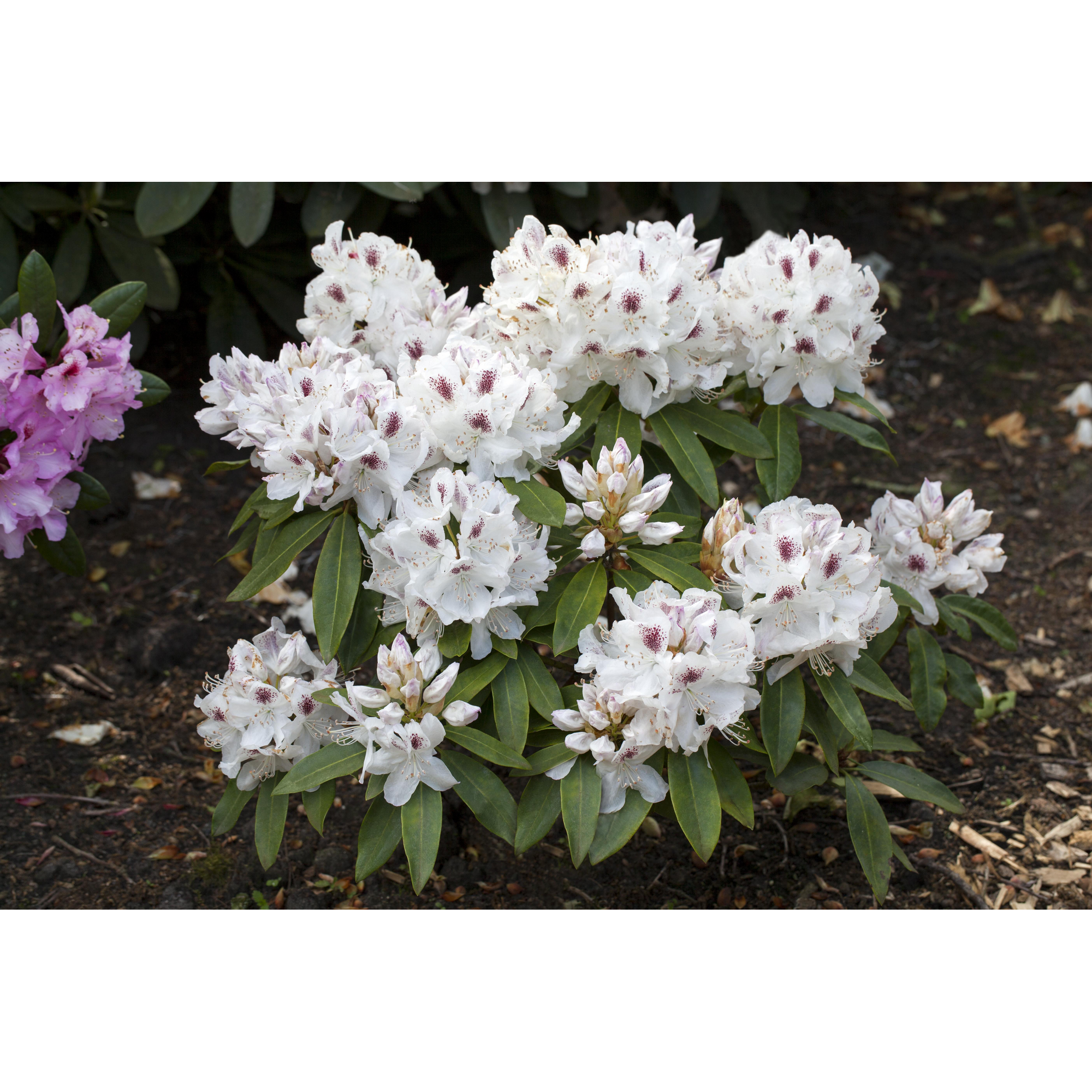Rhododendron 'Schneebukett', 23 cm Topf + product picture