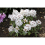 Verkleinertes Bild von Rhododendron 'Schneebukett', 23 cm Topf
