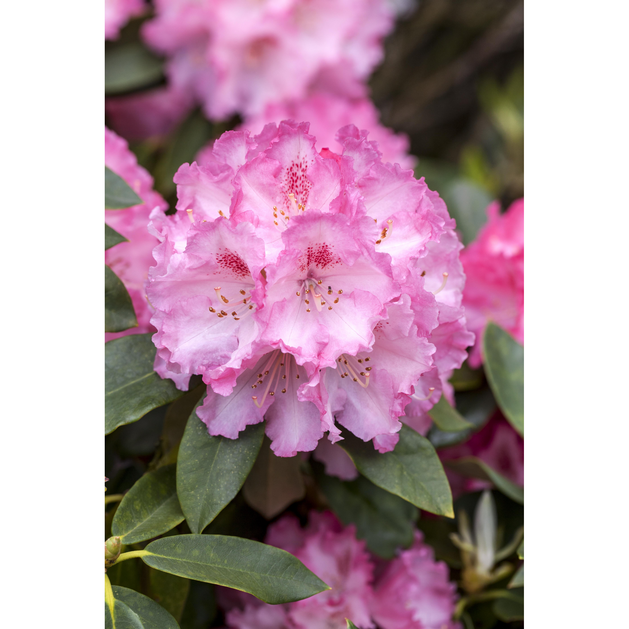Rhododendron 'Simona', 23 cm Topf + product picture
