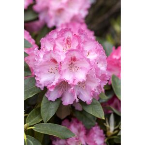 Rhododendron 'Simona', 23 cm Topf