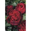 Duftrosen 'Admiral', 21 cm Topf