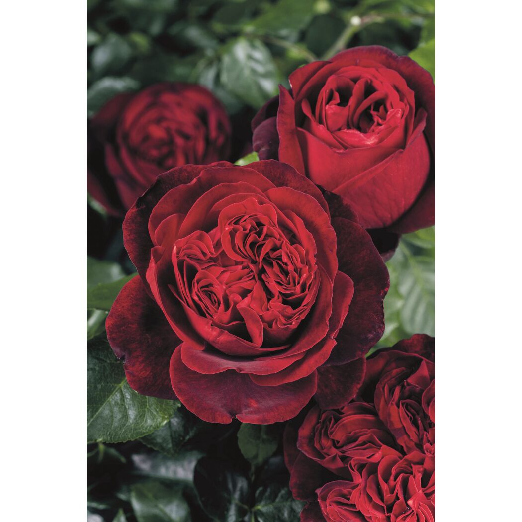 Duftrosen 'Admiral', 21 cm Topf