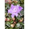 Zwergrhododendron 'Moerheim', 17 cm Topf