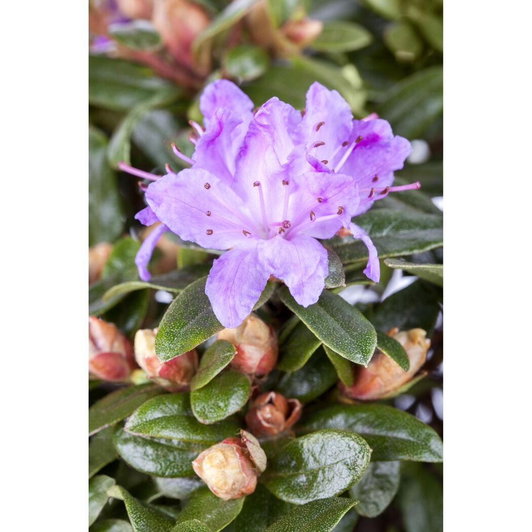 Zwergrhododendron 'Moerheim', 17 cm Topf