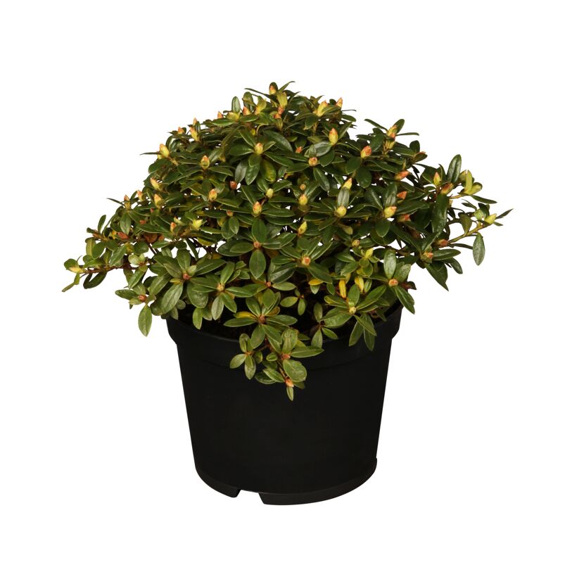 Zwergrhododendron 'Moerheim', 17 cm Topf