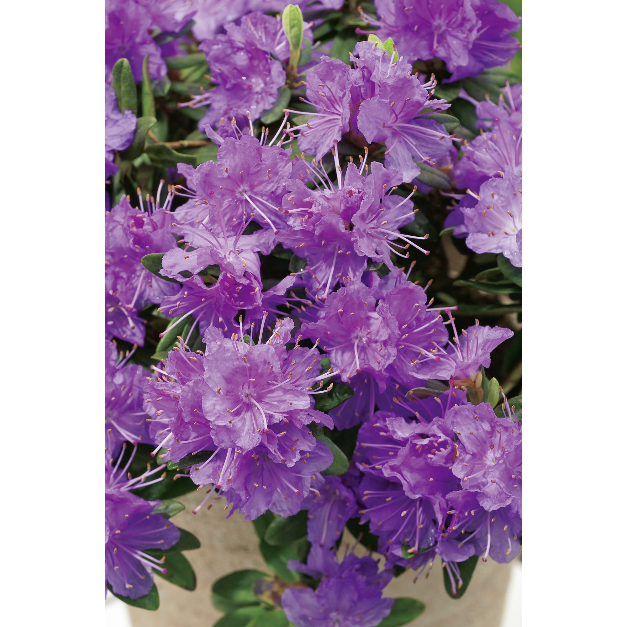 Lila Rhododendron Impedit Zwergalpenrose