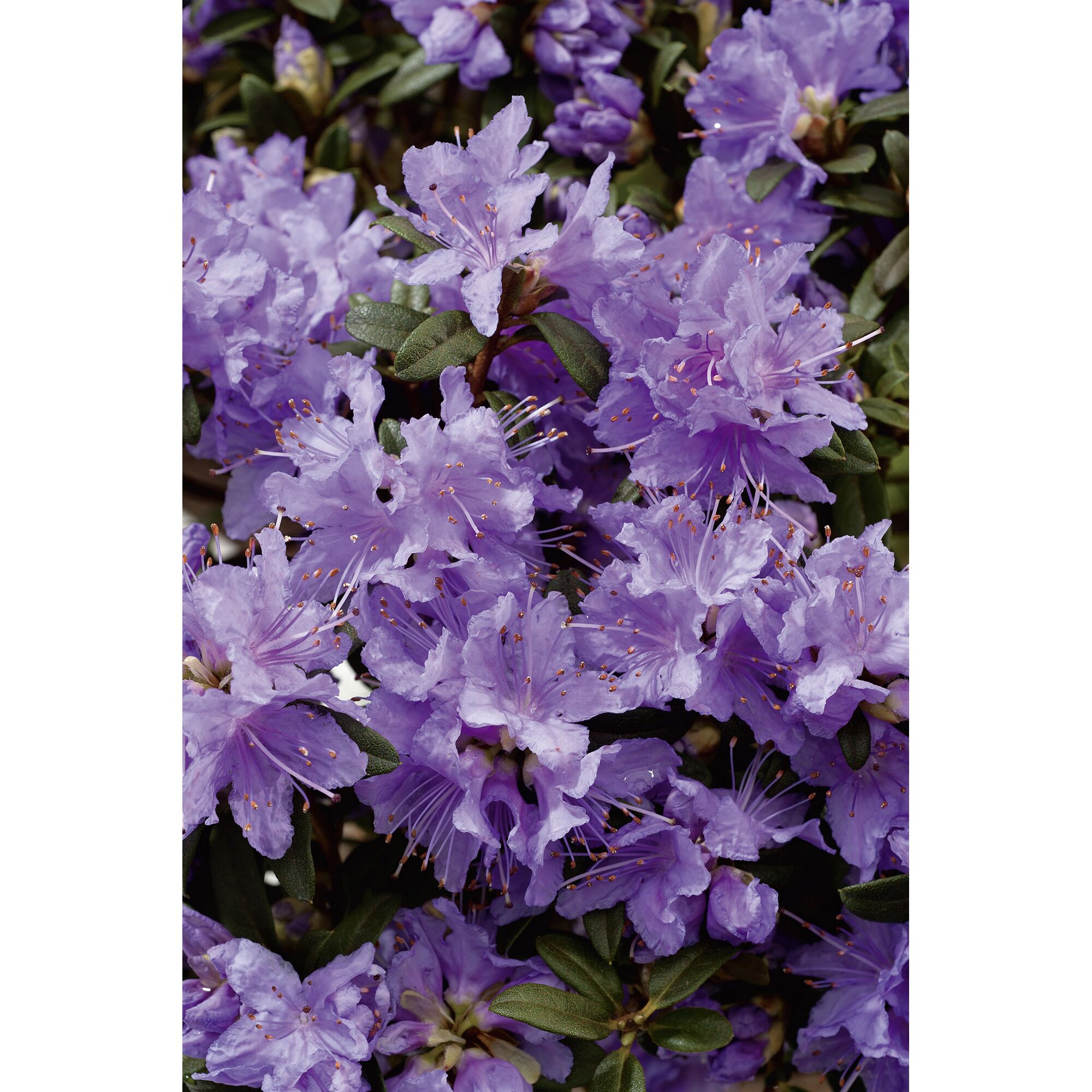 Lila Rhododendron Impedit Zwergalpenrose