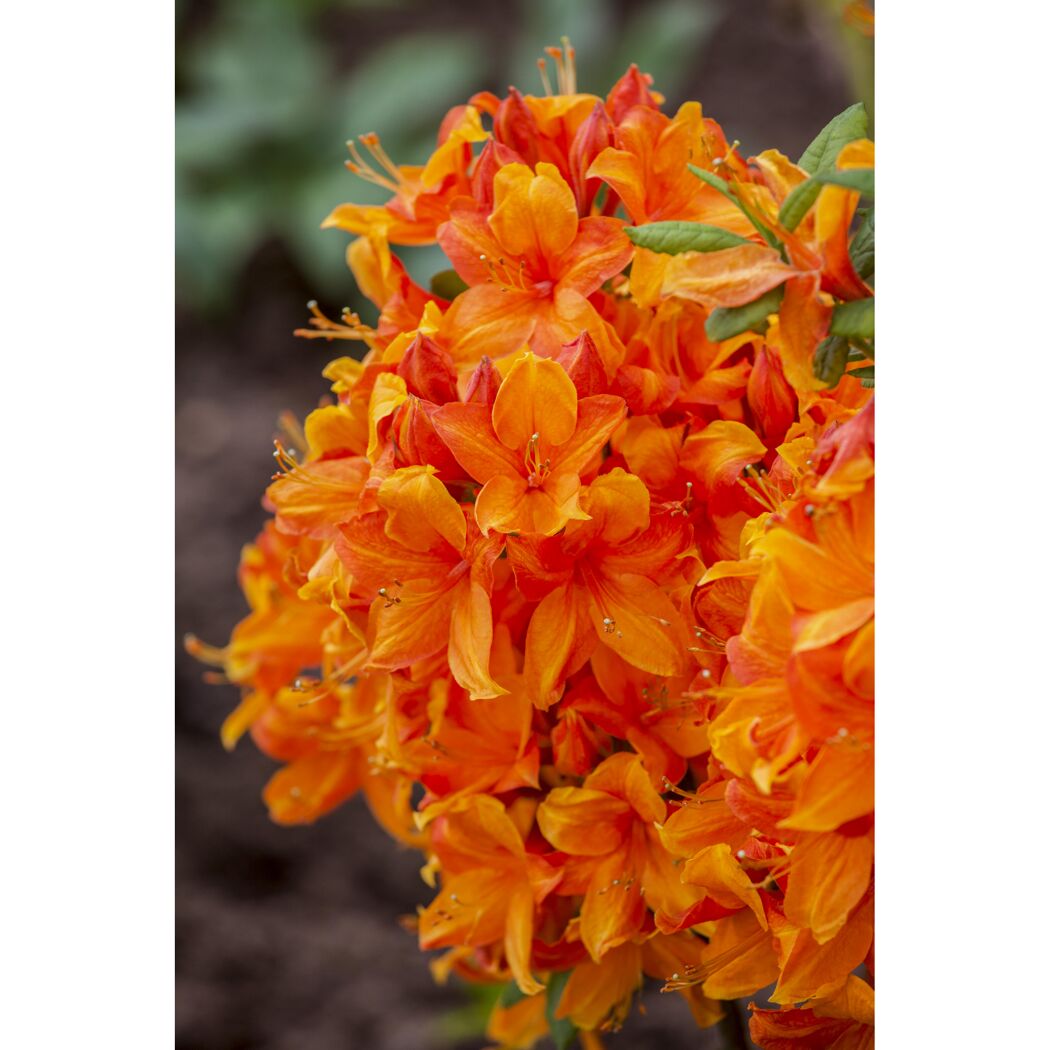 Nahaufnahme von orangefarbenen Blüten.