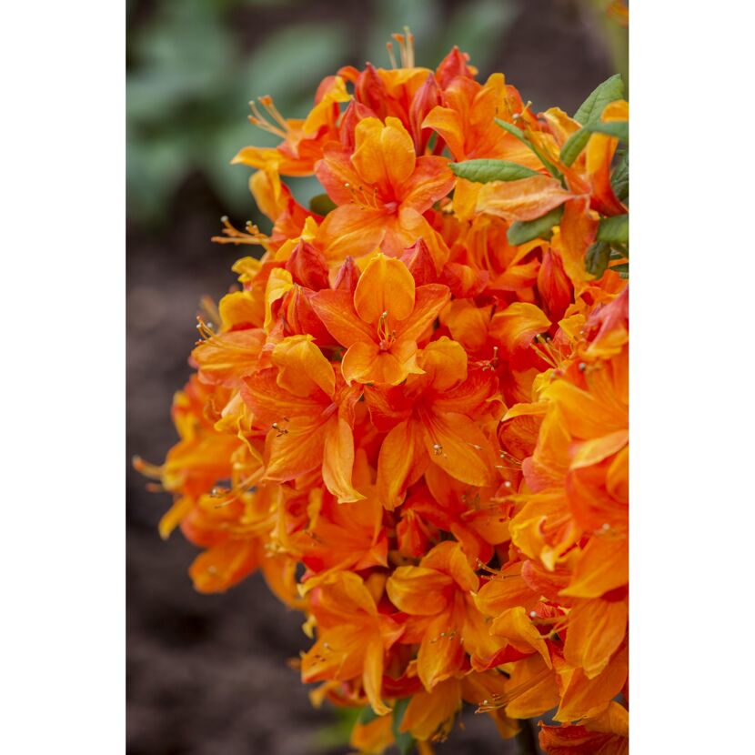 Nahaufnahme von orangefarbenen Blüten.