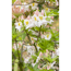 Verkleinertes Bild von sommergrüne Azalee 'Persil', 23 cm Topf