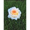 Duftrosen 'Anastasia', 21 cm Topf