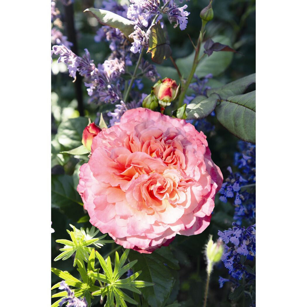 Duftrosen 'Augusta Luise', 21 cm Topf