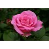 Duftrosen 'Beverly', 21 cm Topf