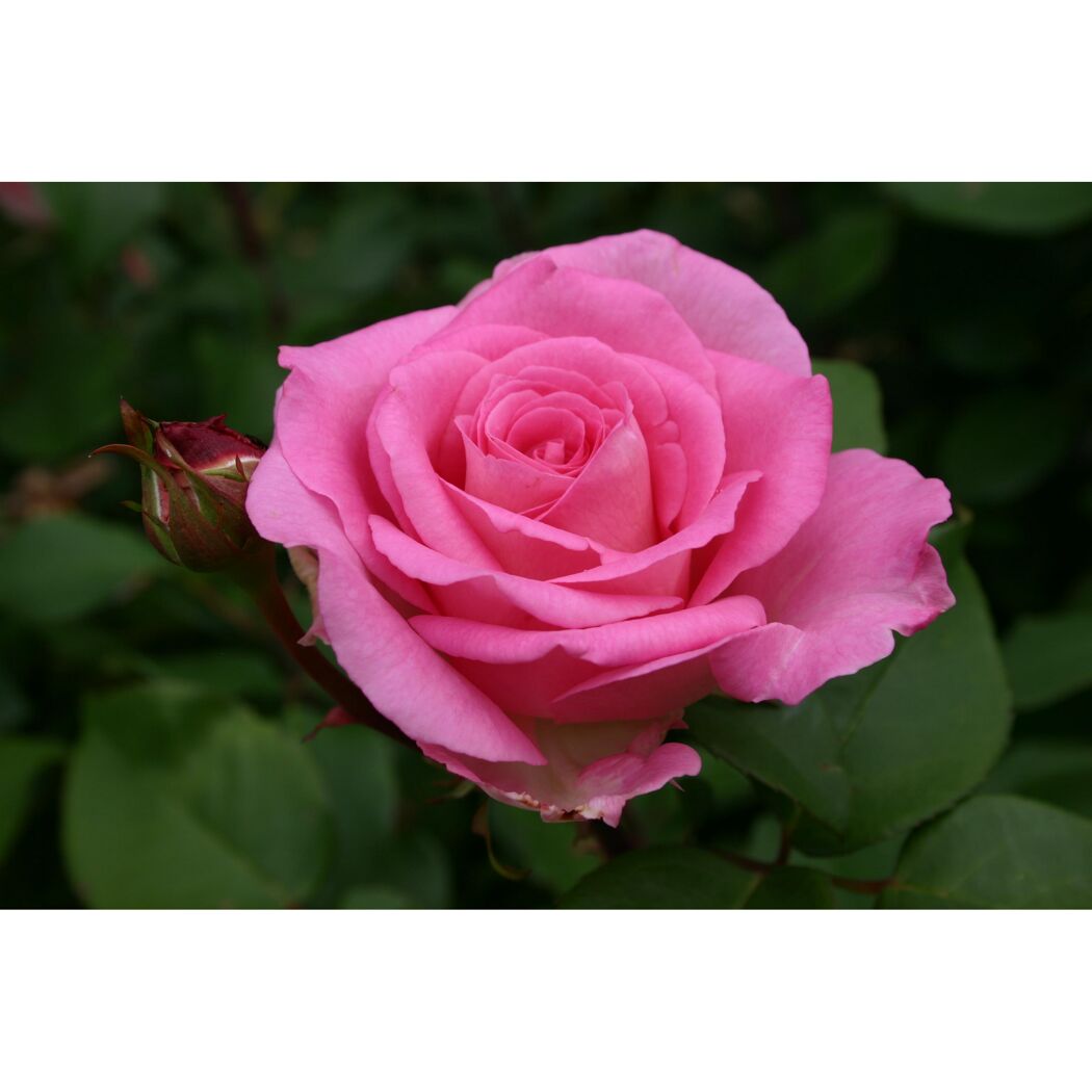 Duftrosen 'Beverly', 21 cm Topf