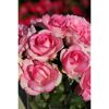 Duftrosen 'Beverly', 21 cm Topf