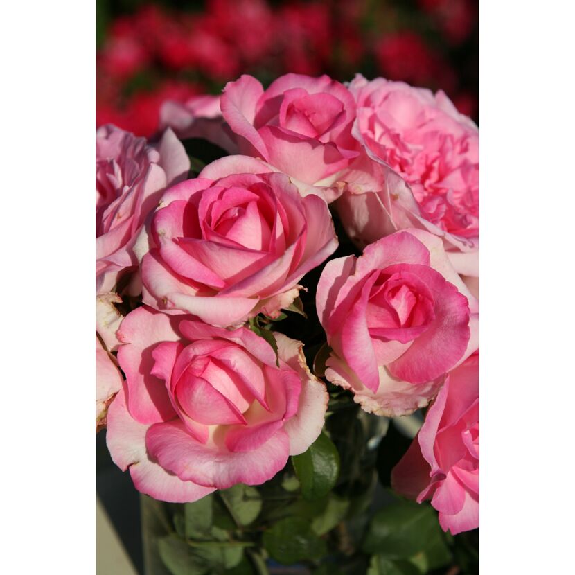 Duftrosen 'Beverly', 21 cm Topf