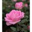 Duftrosen 'Beverly', 21 cm Topf