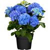Blaue Hortensienpflanze im schwarzen Topf