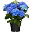 Blaue Hortensienpflanze im schwarzen Topf